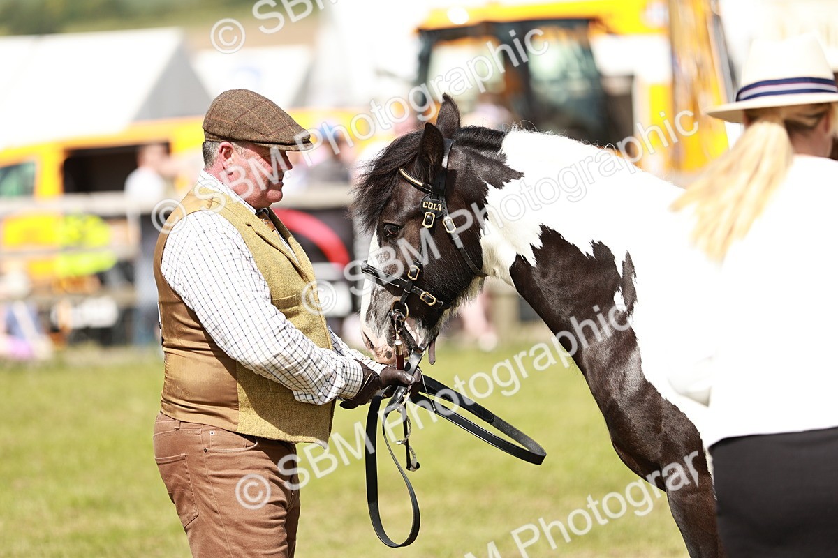SBM_08642 - Class 63-65 - Traditional Gypsy Cobs In Hand & Ridden