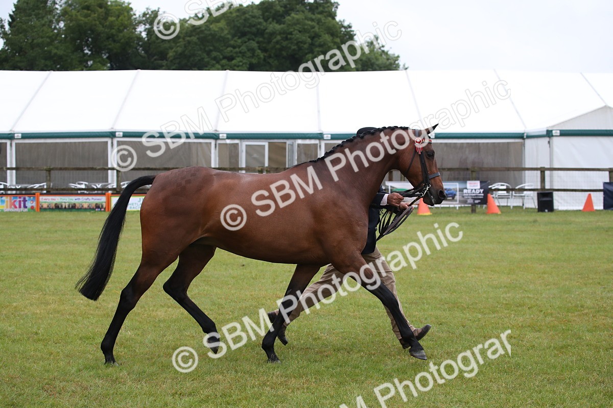 SBM_00154 - Class 17-20 - Arab & Part Bred - Anglo Arab In Hand