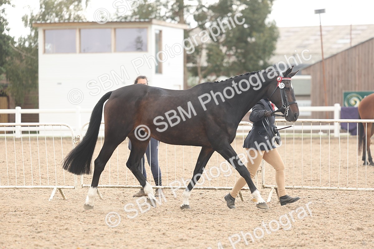 SBM_07626 - Class 26 - IH Foreign Breeds - Part Bred