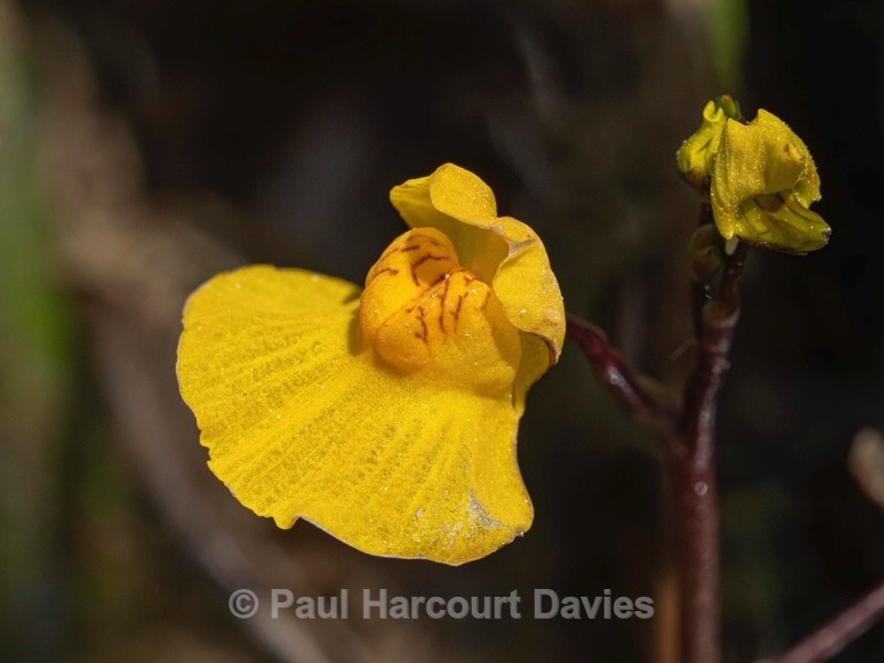 Southern bladderwort (Utricularia australis) - Wild Flowers 2020