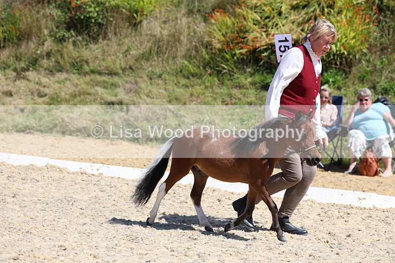 3E7A9473 - Class 30: Mnititature Horse