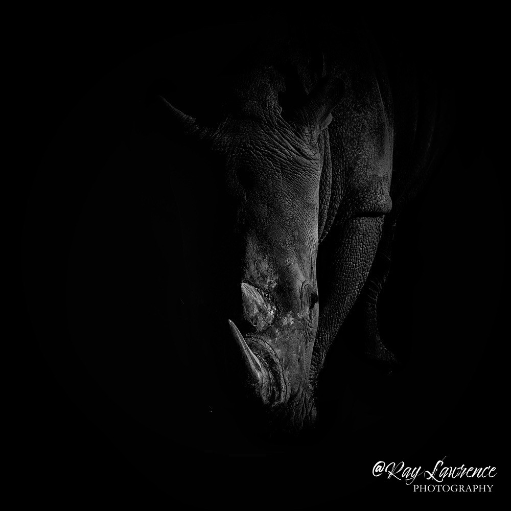 RLP_2849-1746 - Monochrome Zoo