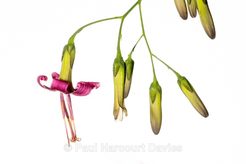Purple mountain lettuce (Prenanthes purpurea) - Gargano - Wild Flowers