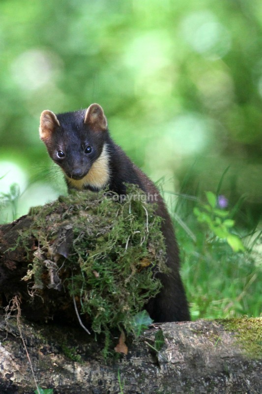 Pine Marten - Pine Marten