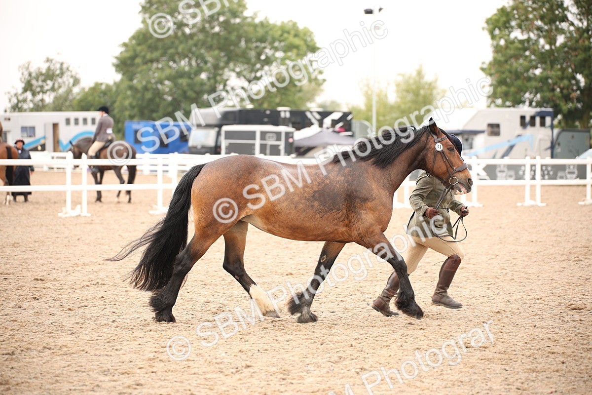 SBM_21461 - Class 706 - IH  Veteran