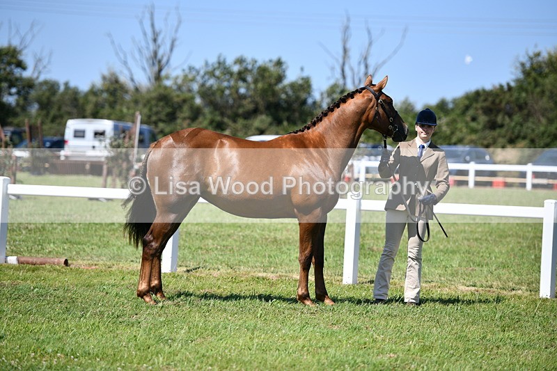 DSC_6724 - Class 57: Hunter/Riding Horse/Hack 1, 2 & 3 yr olds