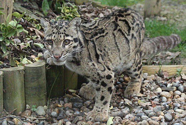 275 MANDALAY - BIG CATS