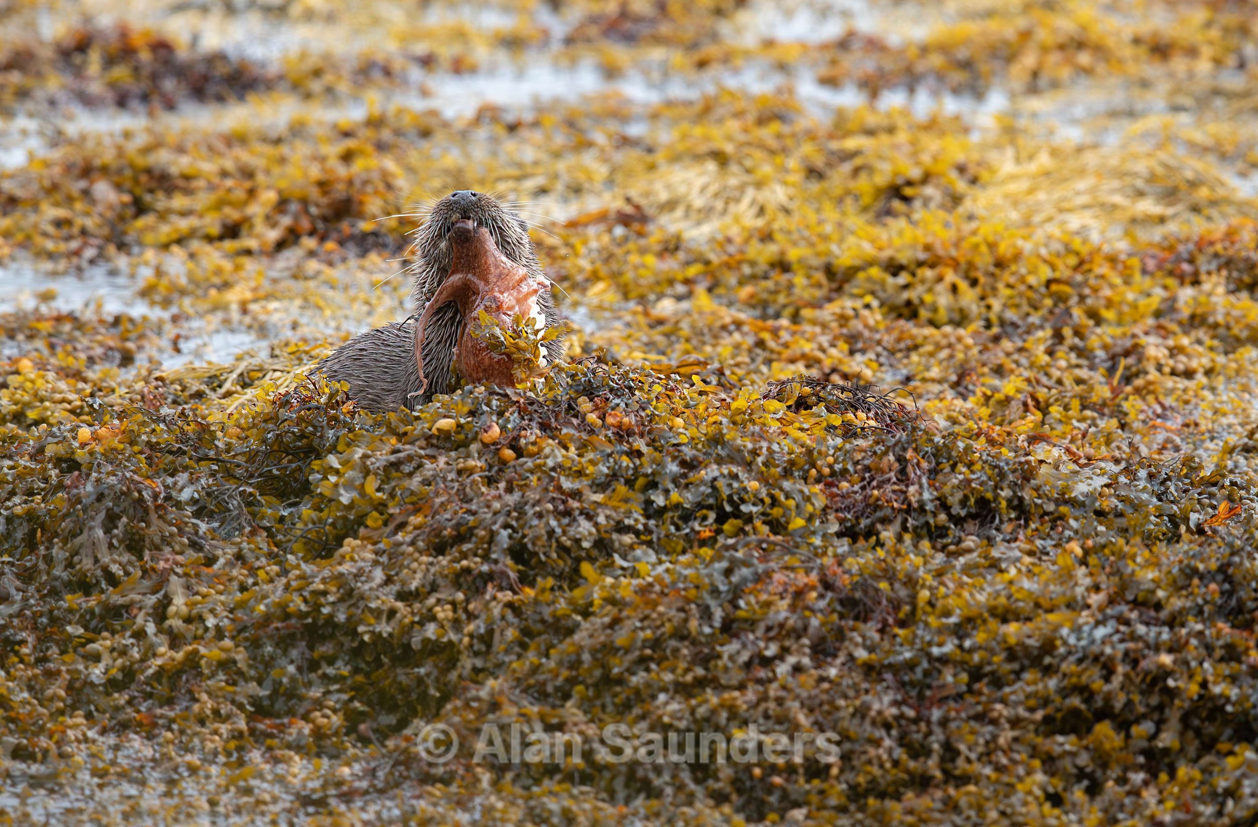 Eurasian Otter 19