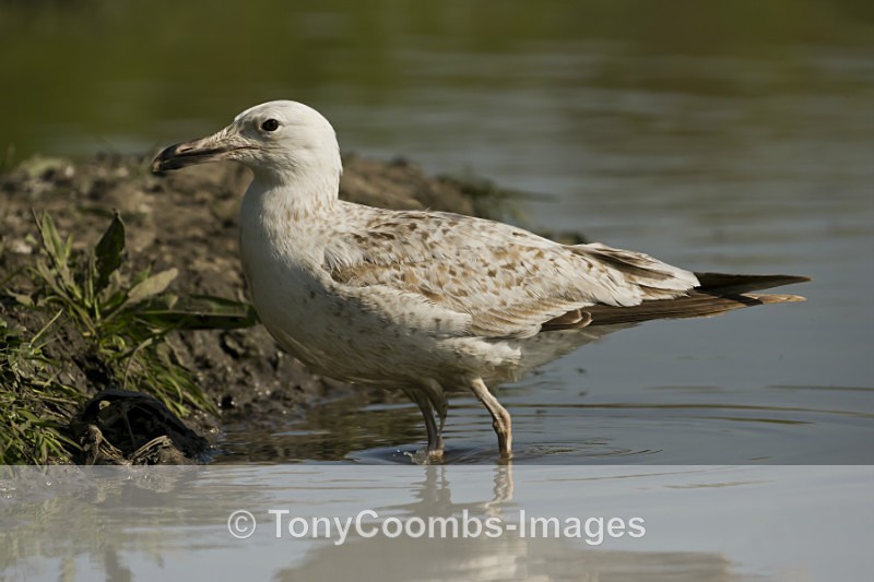Caspian Gull  (2nd Winter) - Egret & Stork Hide