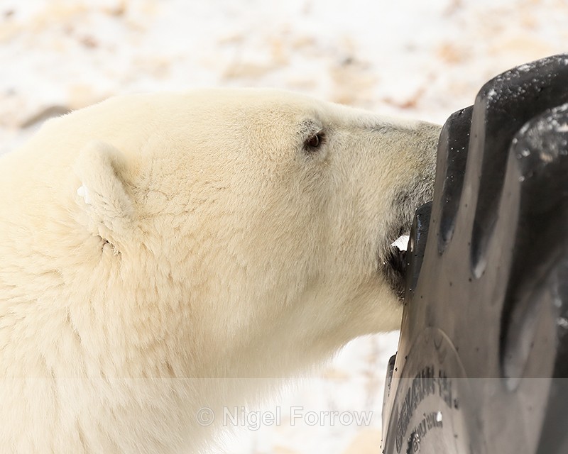 Polar Bear biting buggy tyre, Churchill, Canada - Polar Bear