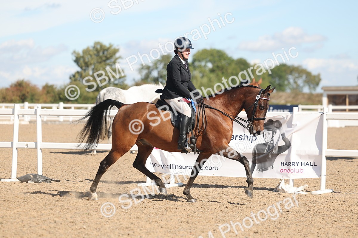 SBM_13145 - Class 305 - Ridden Foreign Breed Pure Bred