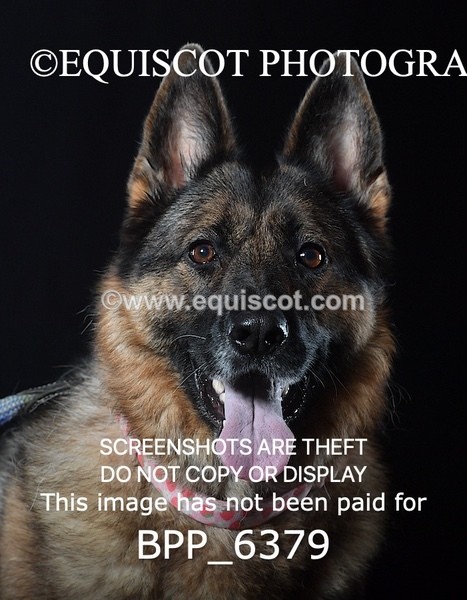 BPP_6379 - CARLA DOGS