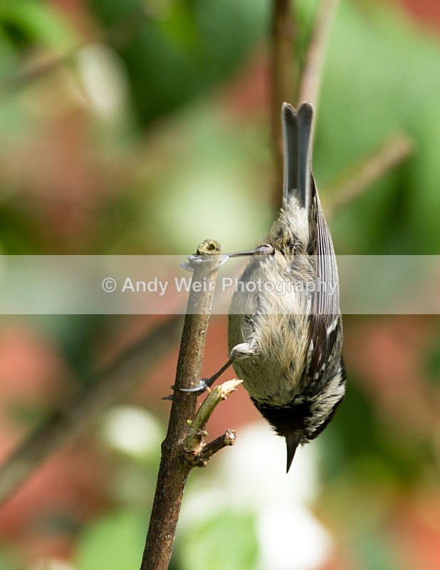 20110530-IMG_5508 - Coat Tit