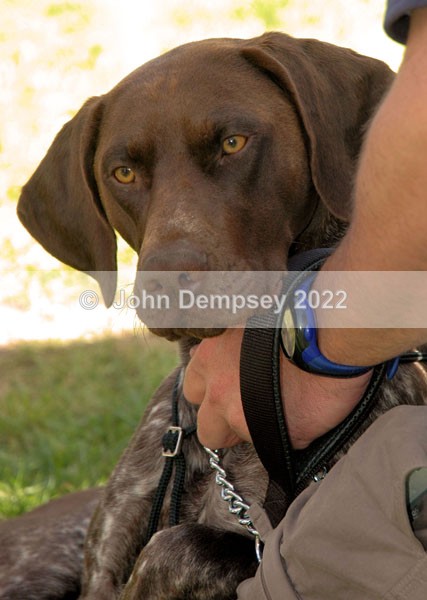 Glamis 22 - Walking the Dog