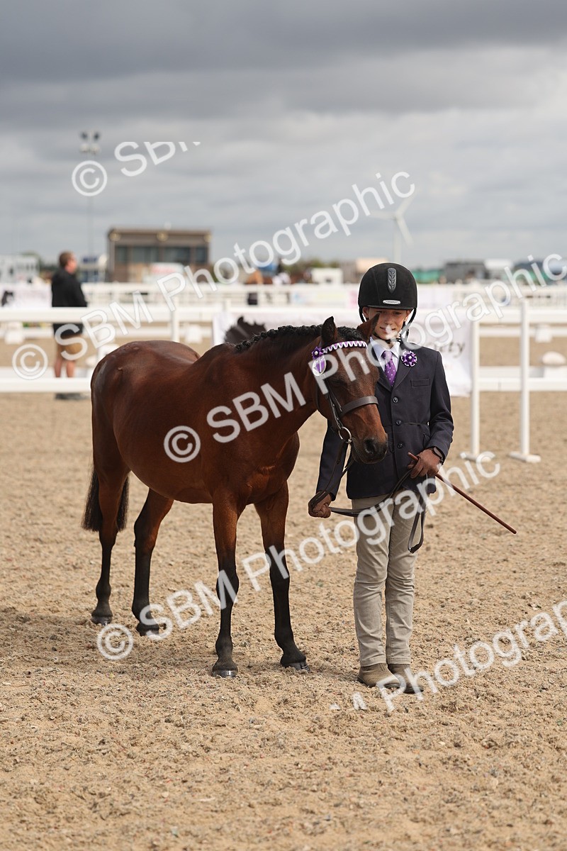 SBM_04446 - Class 18 - Handsomest Gelding (IH or Ridden)