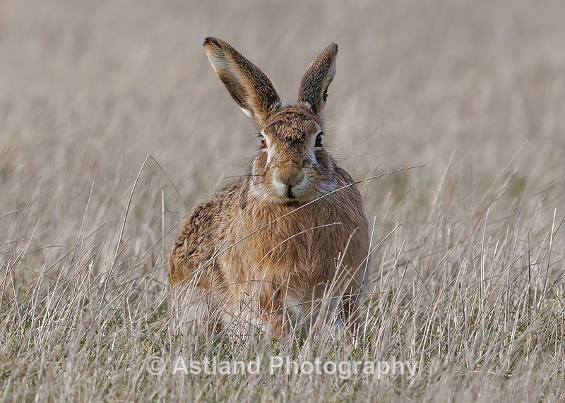 Brown Hare - Latest Images
