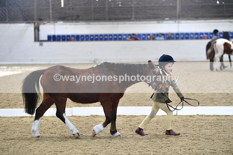 WJ5_3775 - Class 5 In Hand Veterans