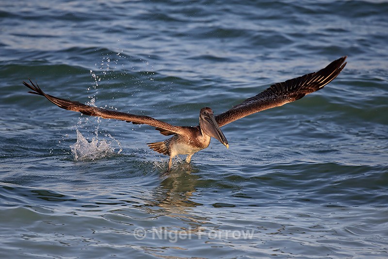 Brown Pelican wings on downbeat, Sanibel Island, Florida - Brown Pelican