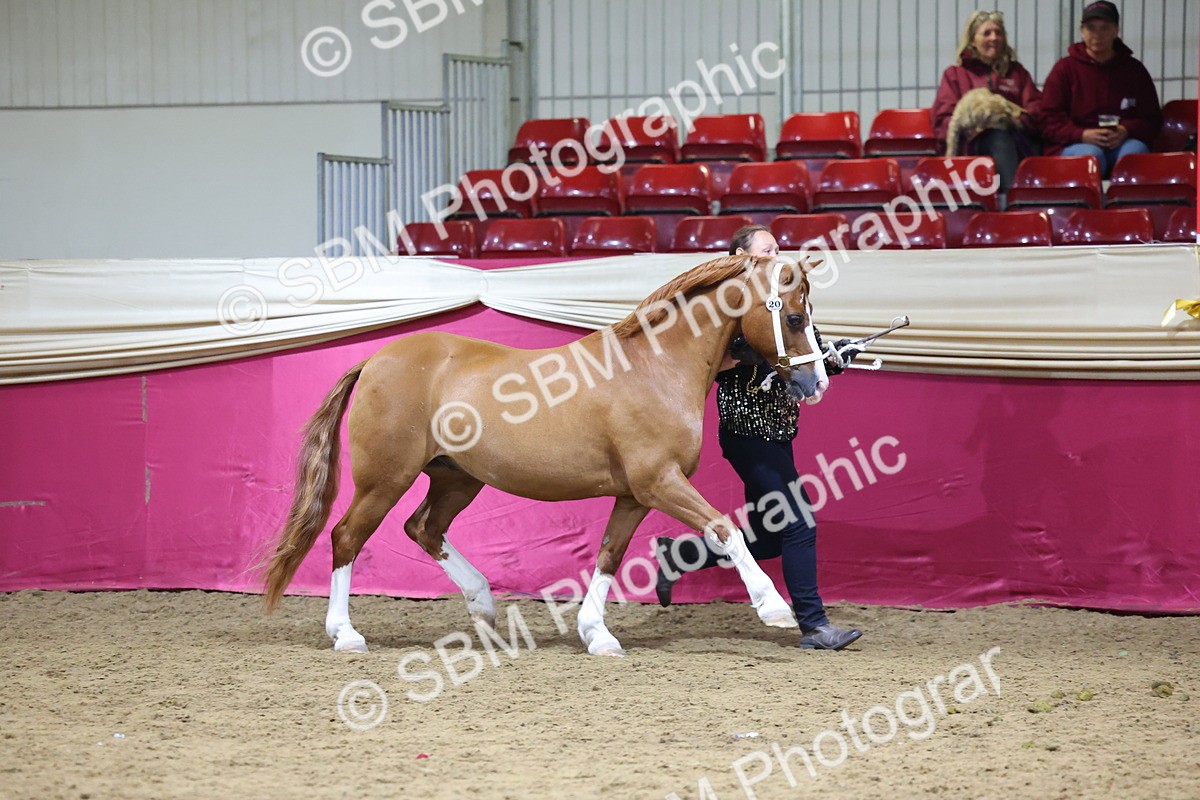 SBM_18682 - Class D IH Pony Champ