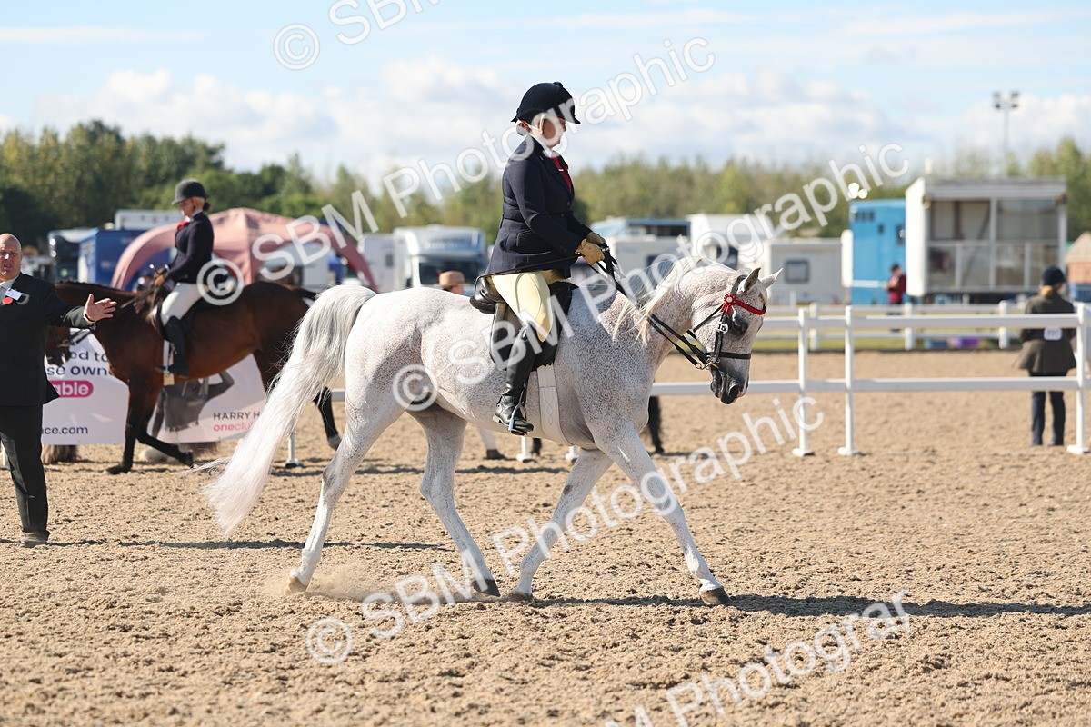 SBM_13047 - Class 305 - Ridden Foreign Breed Pure Bred