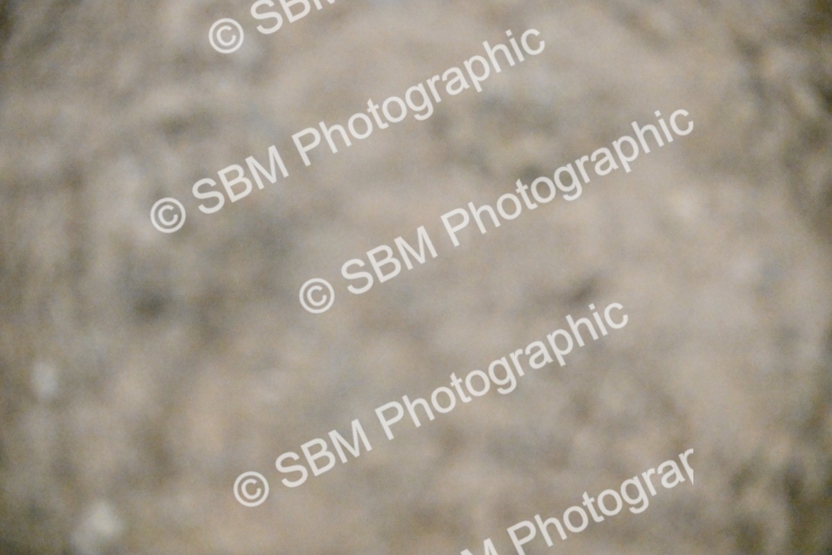 SBM_002974 - Class 37,38 - UKPSAF Performance Horse & Pony