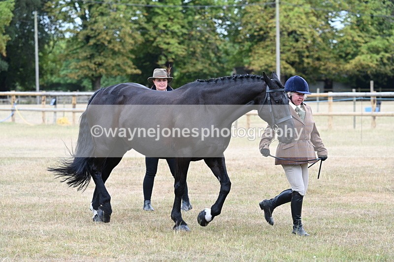 WJ7_0041 - Class 5a Most Handsome Gelding (above 14.2hh)