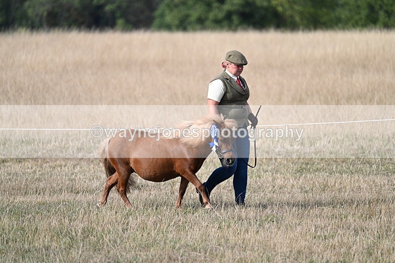WJ7_8054 - In-hand Championship
