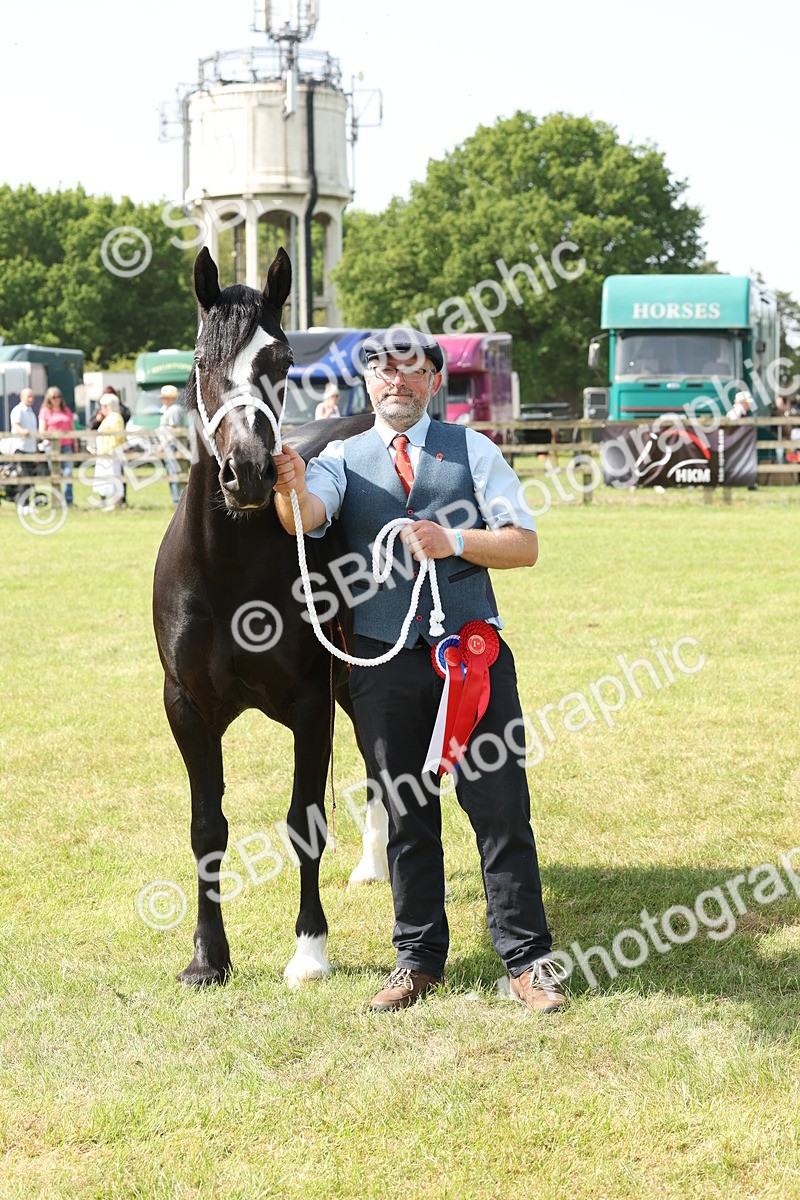 SBM_02355 - Class 6-13 - Mountatin and Moorland In Hand Welsh Breeds