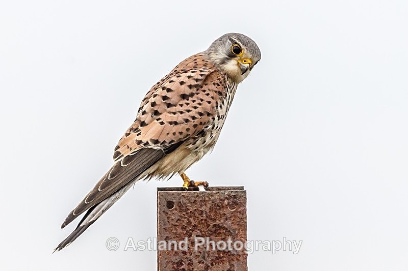 Astland Photography, Bird and Wildlife Images, Susan and Peter Wilson, U.K.