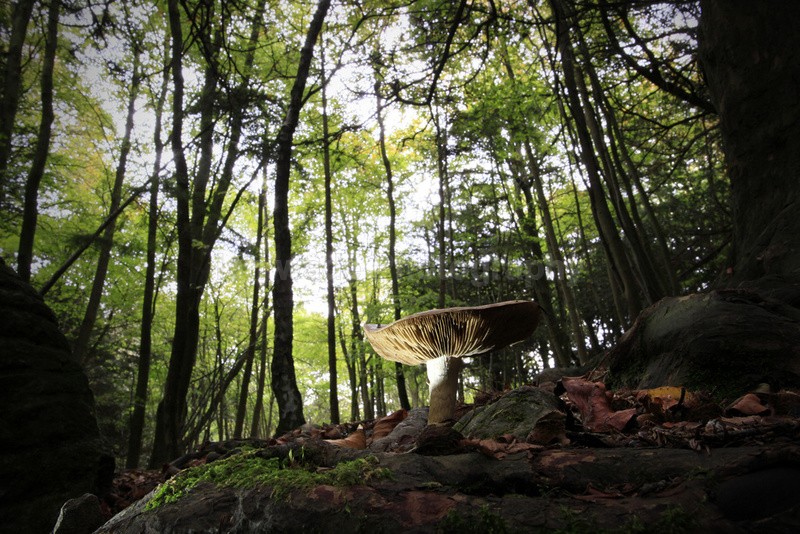  - Woodland scenes & flowers