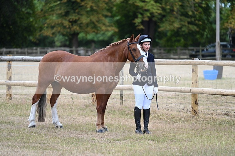 WJ7_8757 - Class 4a Prettiest Mare 14.2hh and over