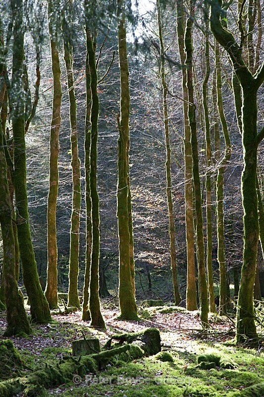  - The Moors