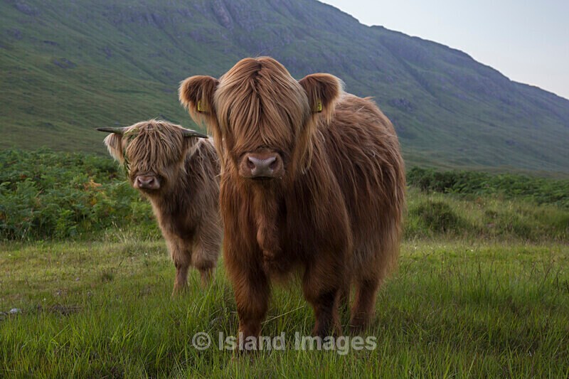 Baby Highlanders in the Glen - Highland Cows