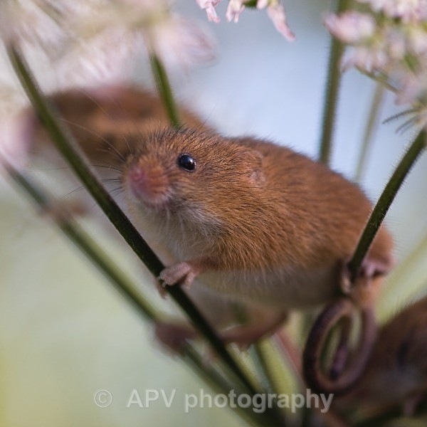 _DSC8331 - Bob's Harvest Mice.