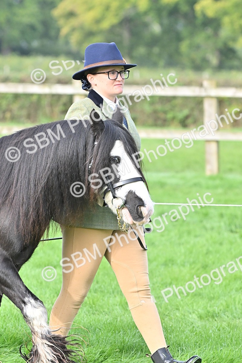 SBM_56857 - S45 - Coloured Pony In Hand