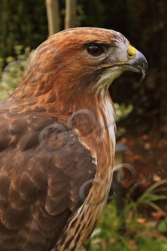 Red Tailed Hawk