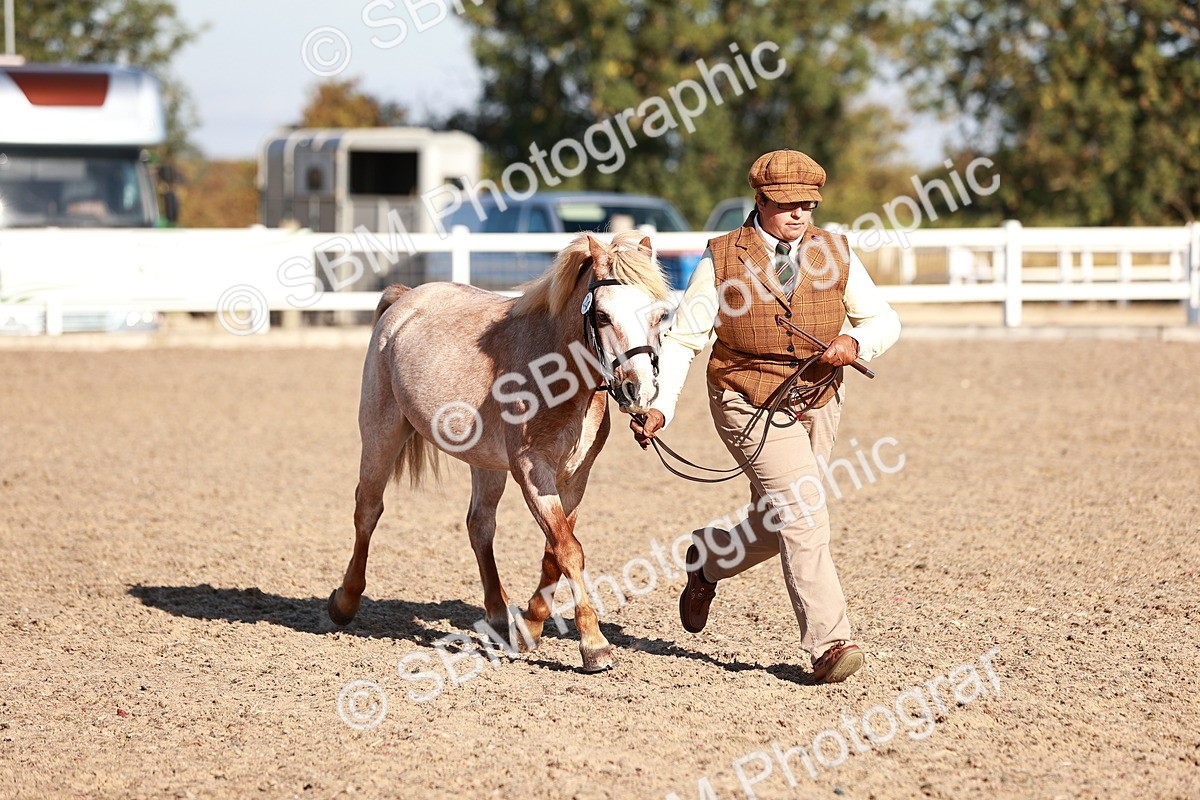 SBM_11436 - Class 402 - IH  Veteran pony