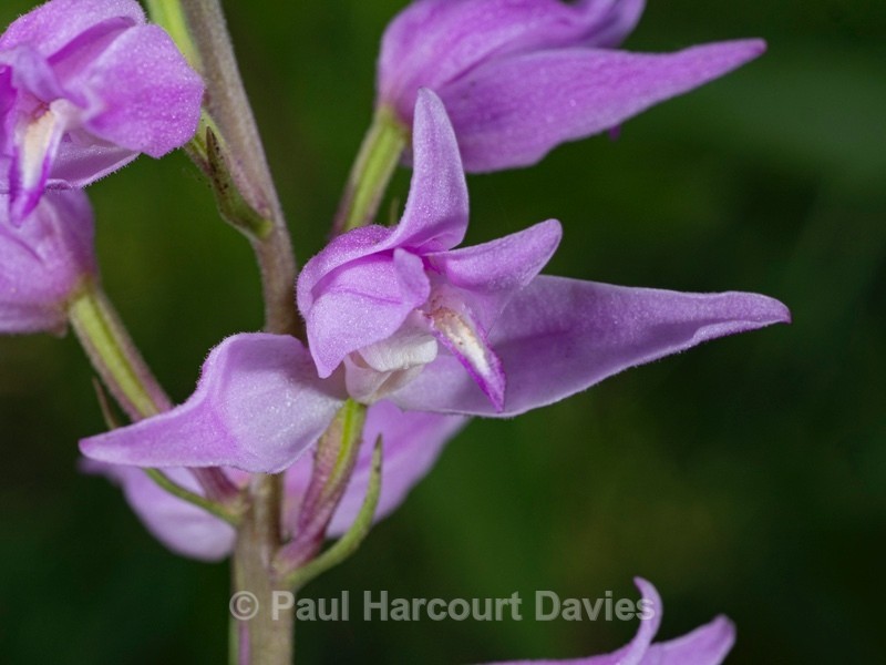 Red Helleborine (Cephalanthera rubra) - Wild Orchids 2021