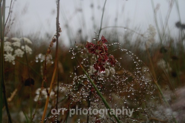 - Flowers