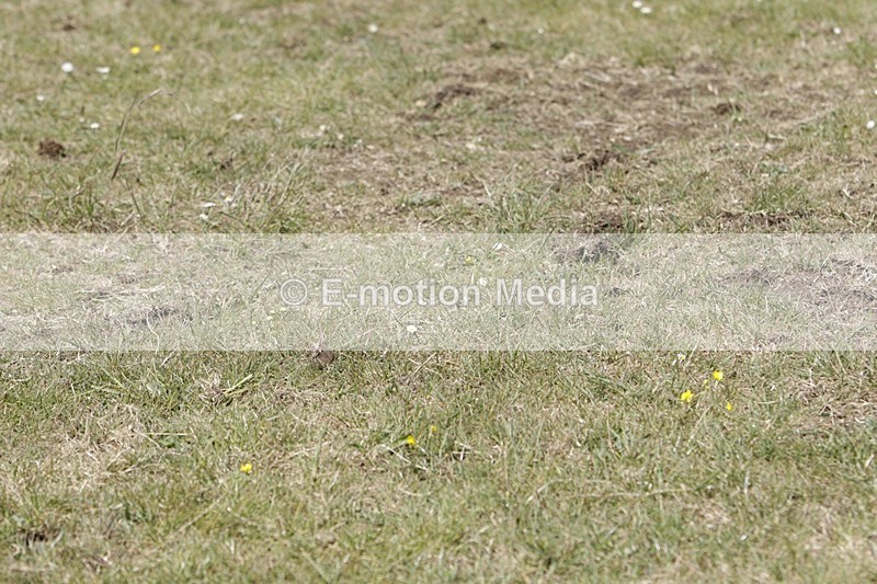 BVHT 140517 N-347 - Class 2 SJ Novice 14/05/17