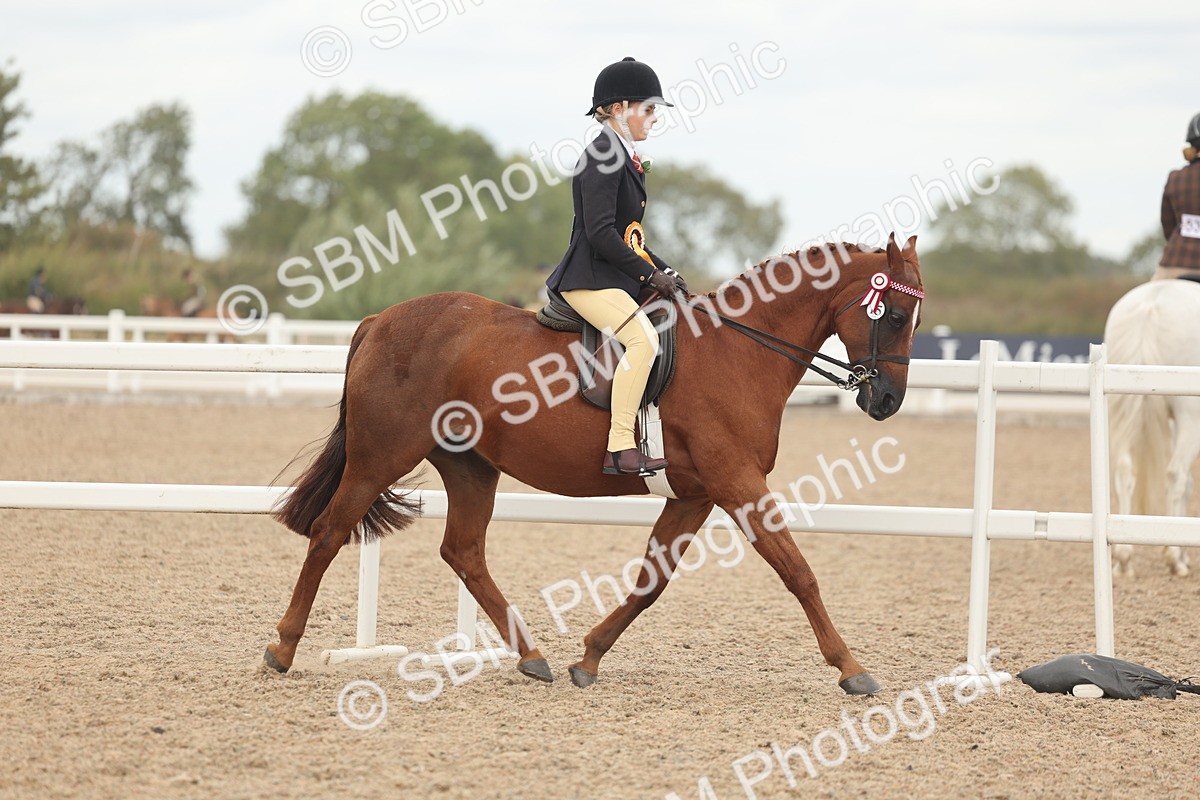 SBM_16091 - Class 311 - Ridden Show pony-Show hunter Pony