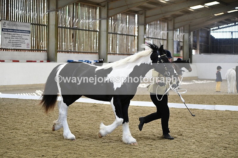 WJ5_4847 - Class 7 In hand coloured / odd coloured