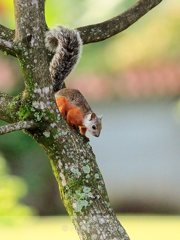Variegated Squirrel in the grounds of a San Jose hotel - Squirrel