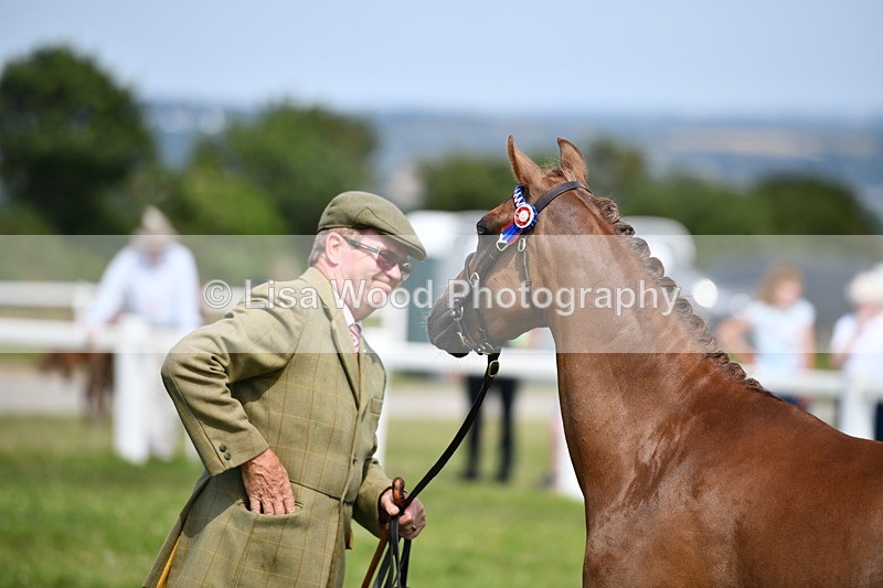 DSC_8339 - Class 68: Part Bred In Hand M & M