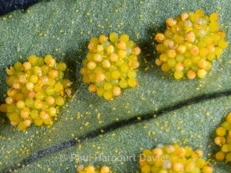 Common polypody (Polypodium vulgare) underside of frond to show sori. - Mikromak & TS Robusto 160
