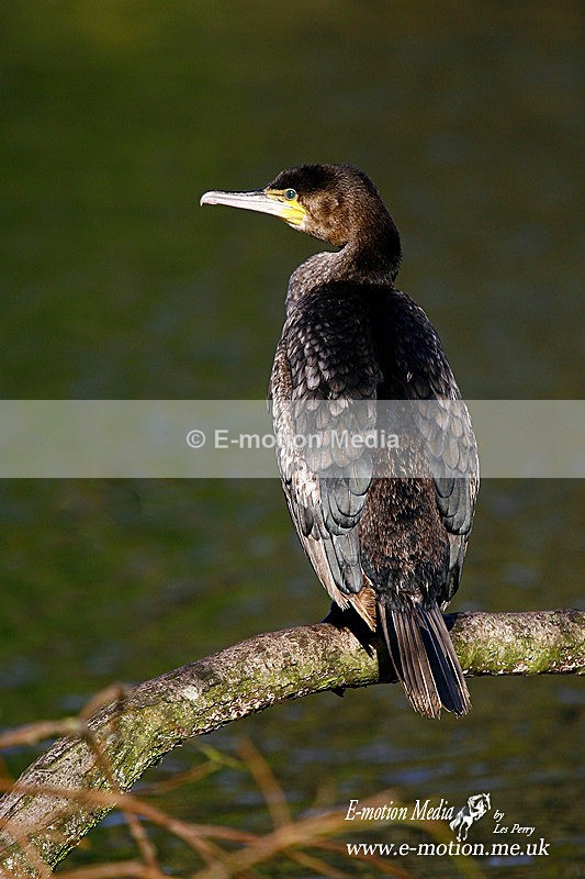 010406 107a - Nature