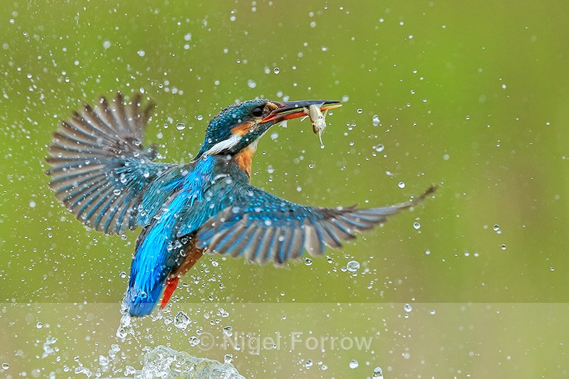 Kingfisher (female) takes off with fish, Scotland - Kingfisher