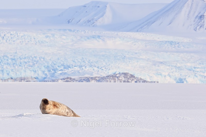 Ringed Seal resting, Svalbard, Norway - Seal