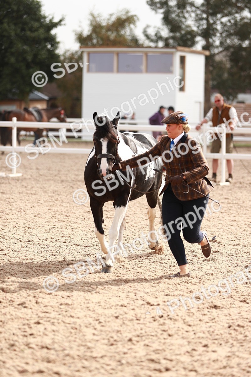 SBM_11841 - Class 206 IH Non Show Type Pony