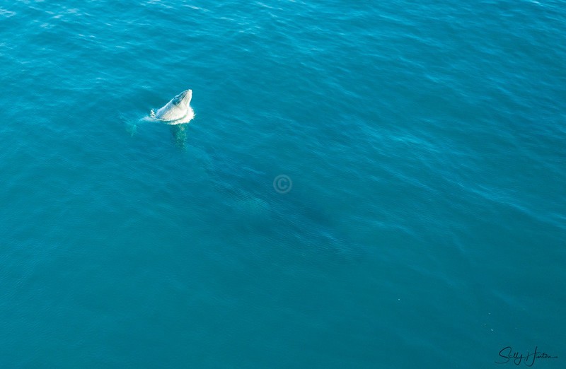 Humpback Baby 2